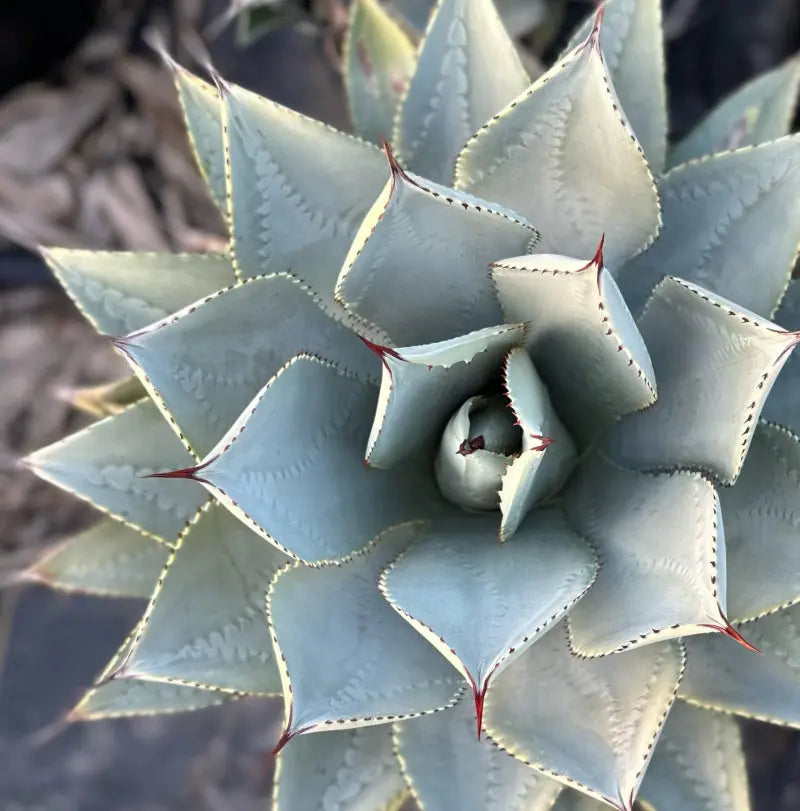 Agave | pygmaea 'Dragon Toes' My Store