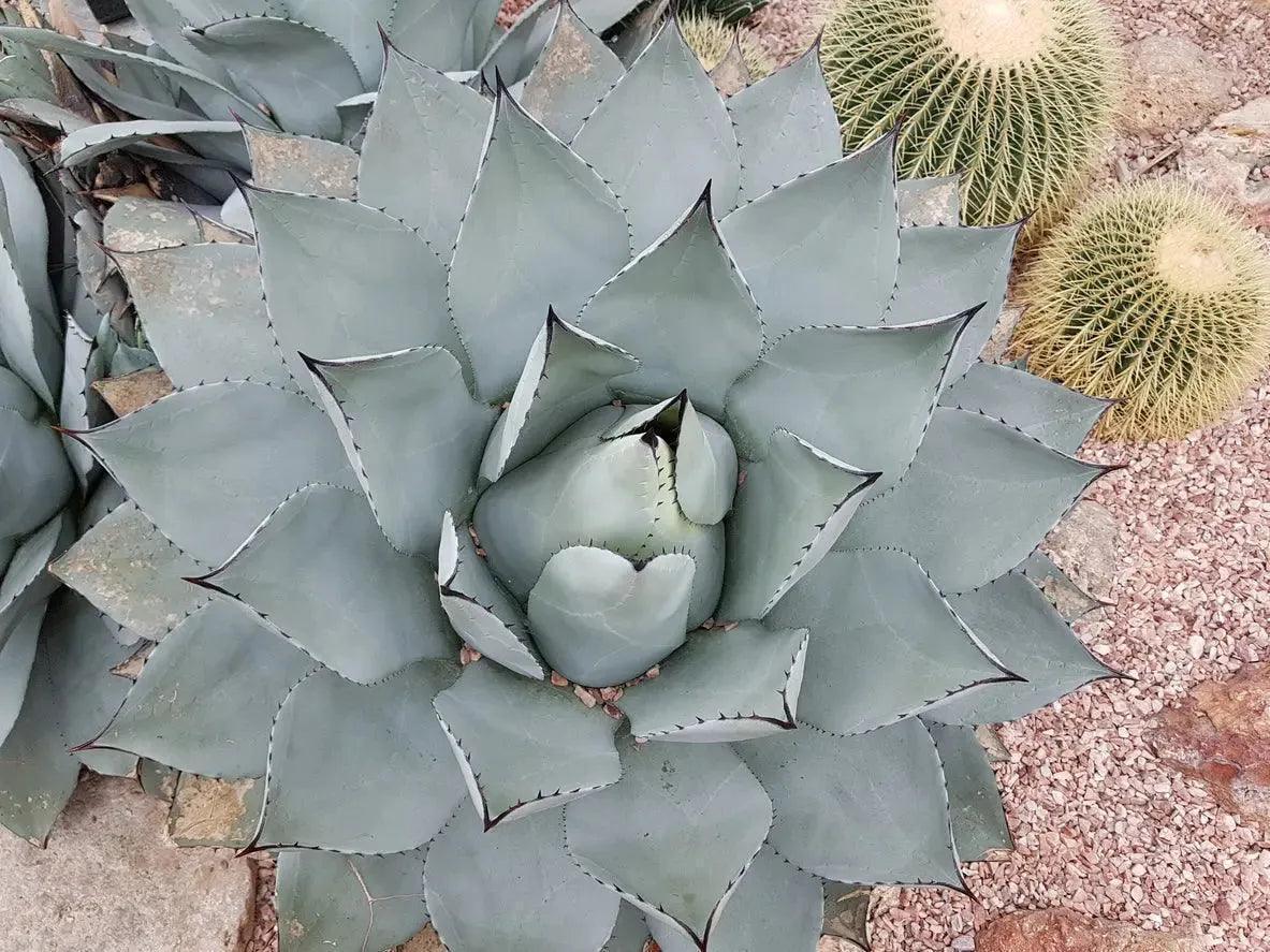 Agave pygmaea 'Dragon Toes' succulent with thick blue-green leaves and cacti in rocky soil
