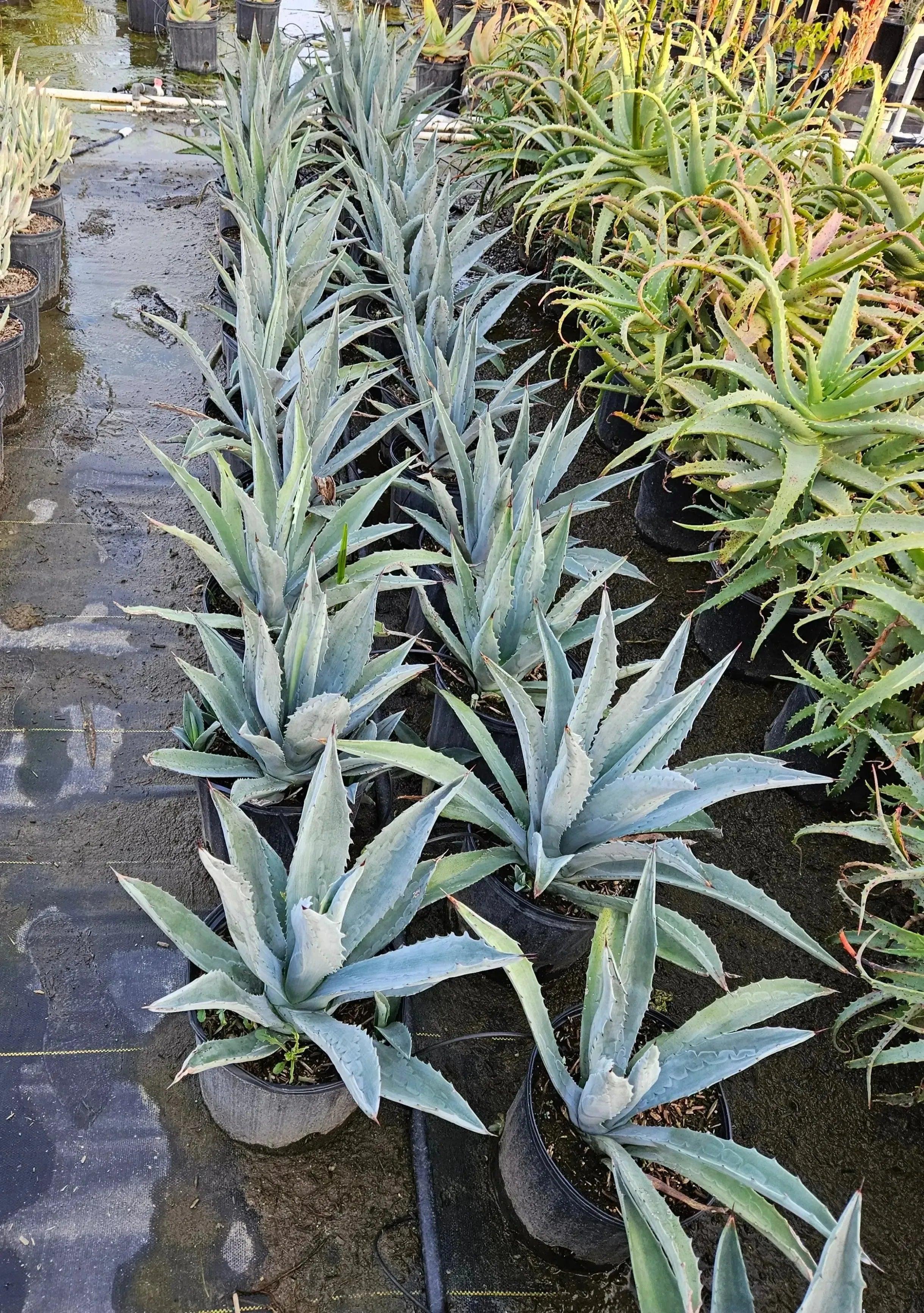 Agave americana century plants in black pots arranged outdoors, with succulents nearby