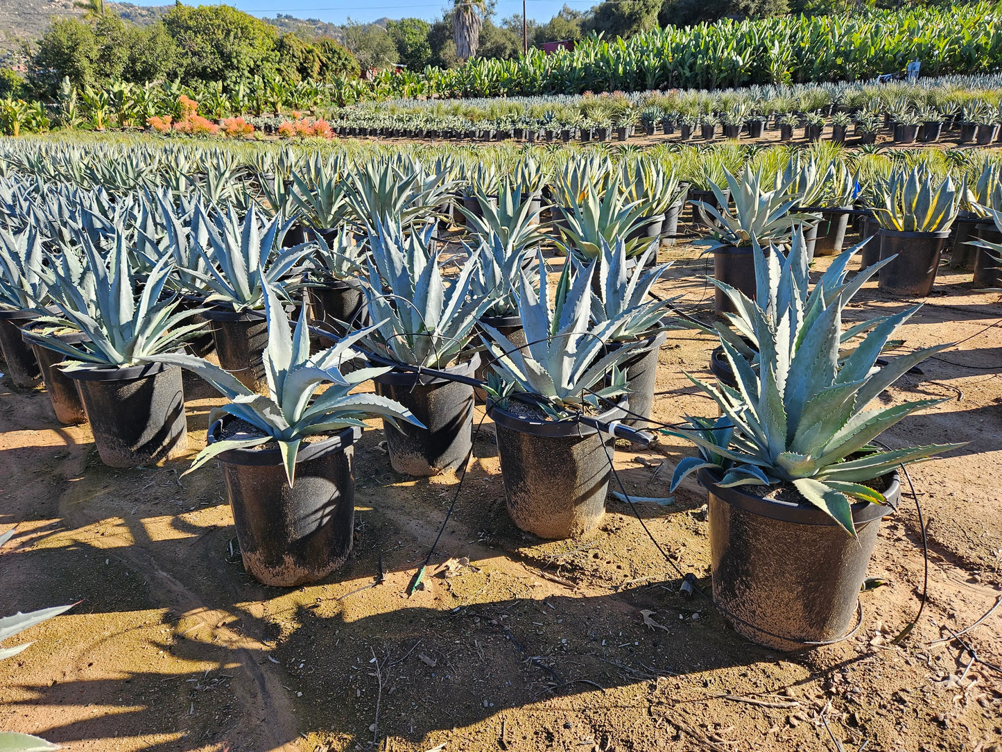 Agave americana (century plant) Bonte Farm