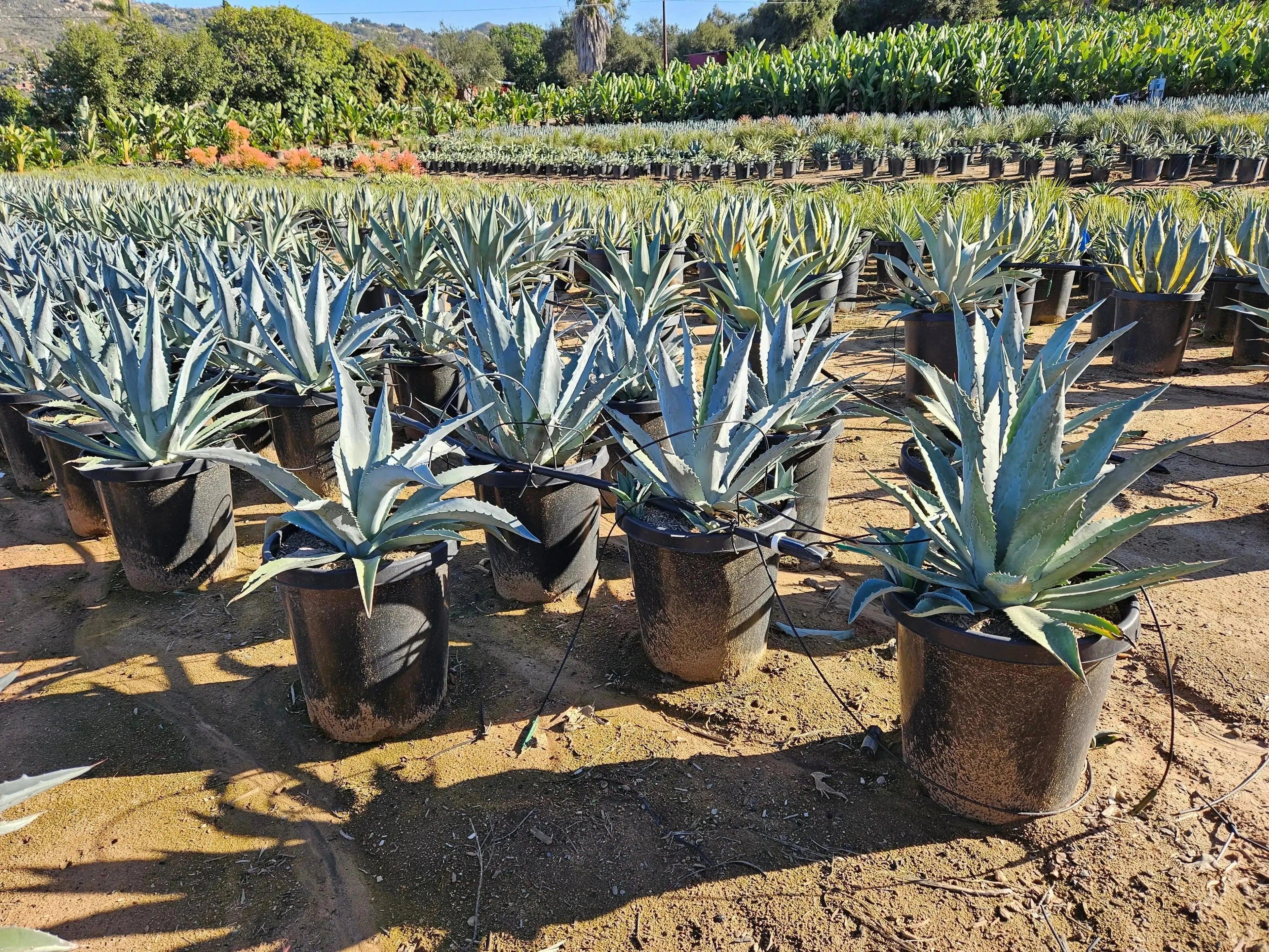 Agave americana century plants in black pots arranged outdoors at a nursery farm