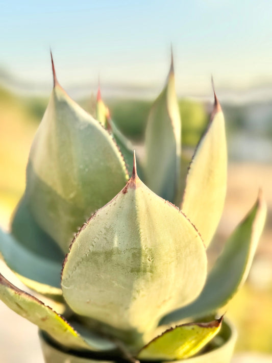 Agave celsii 'Nova' Bonte Farm