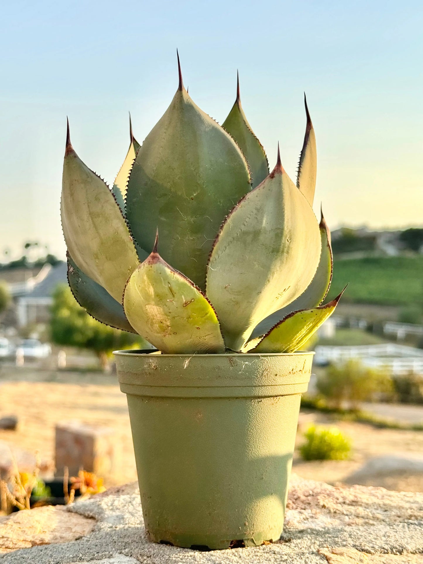 Agave celsii 'Nova' Bonte Farm