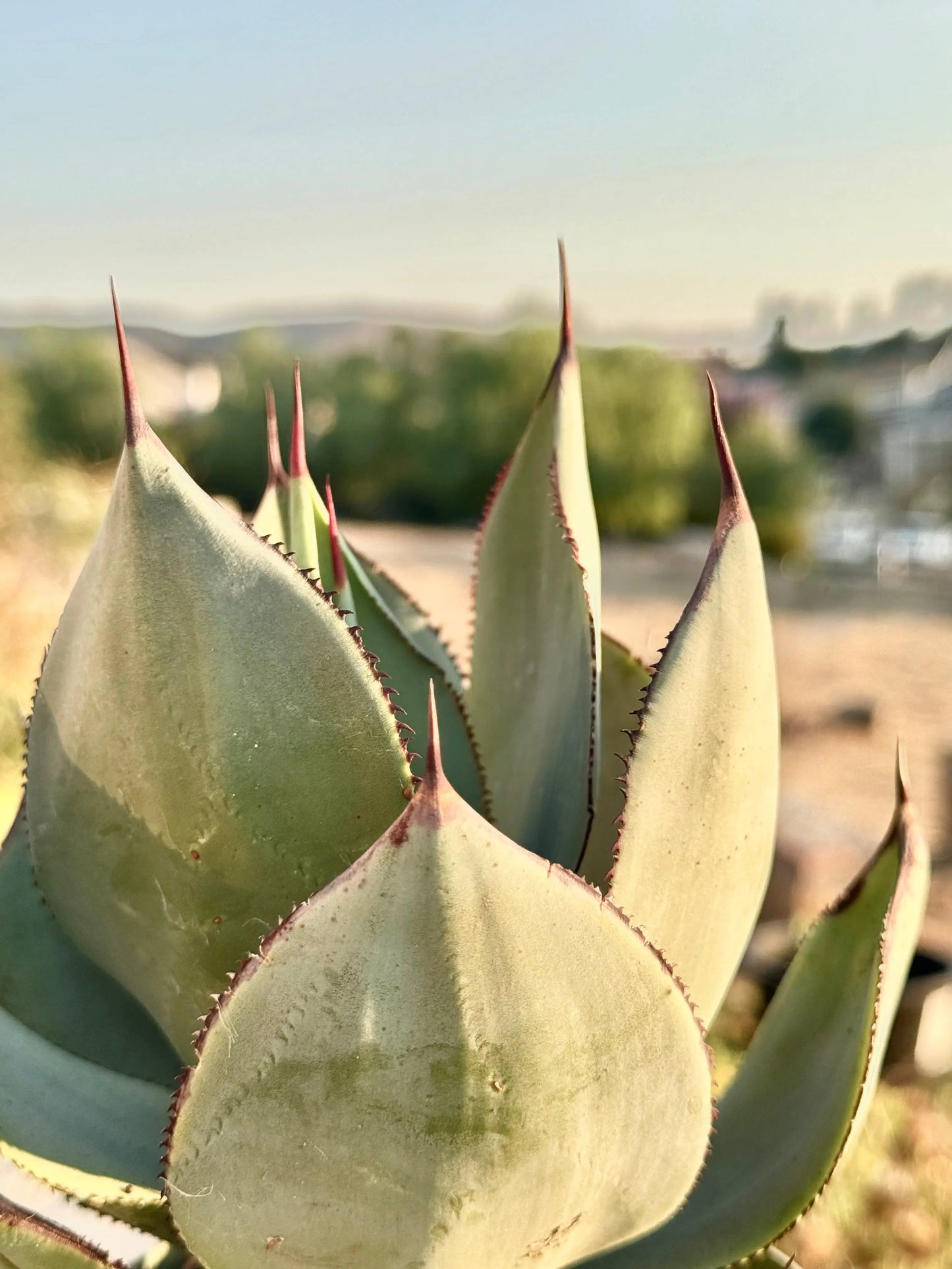 Agave celsii 'Nova' Bonte Farm