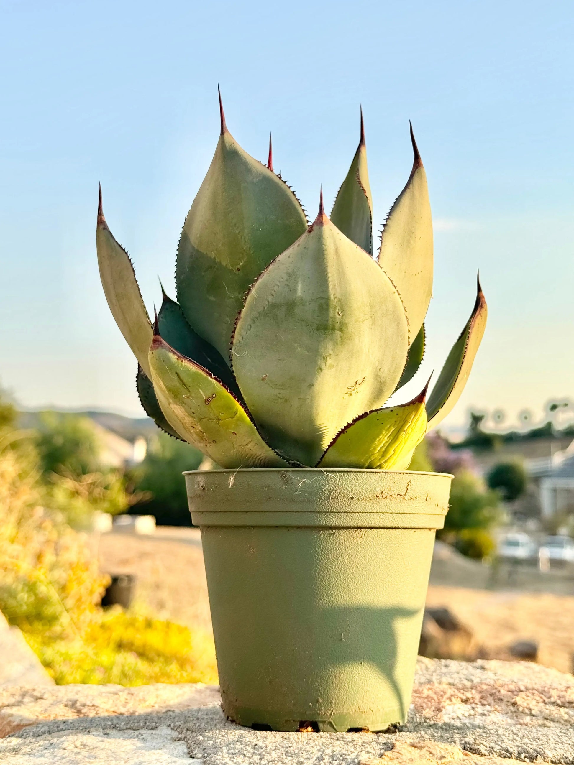 Agave celsii 'Nova' Bonte Farm