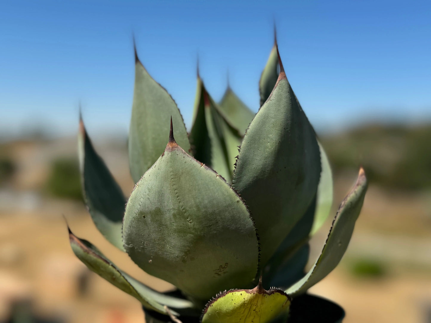 Agave celsii 'Nova' Bonte Farm