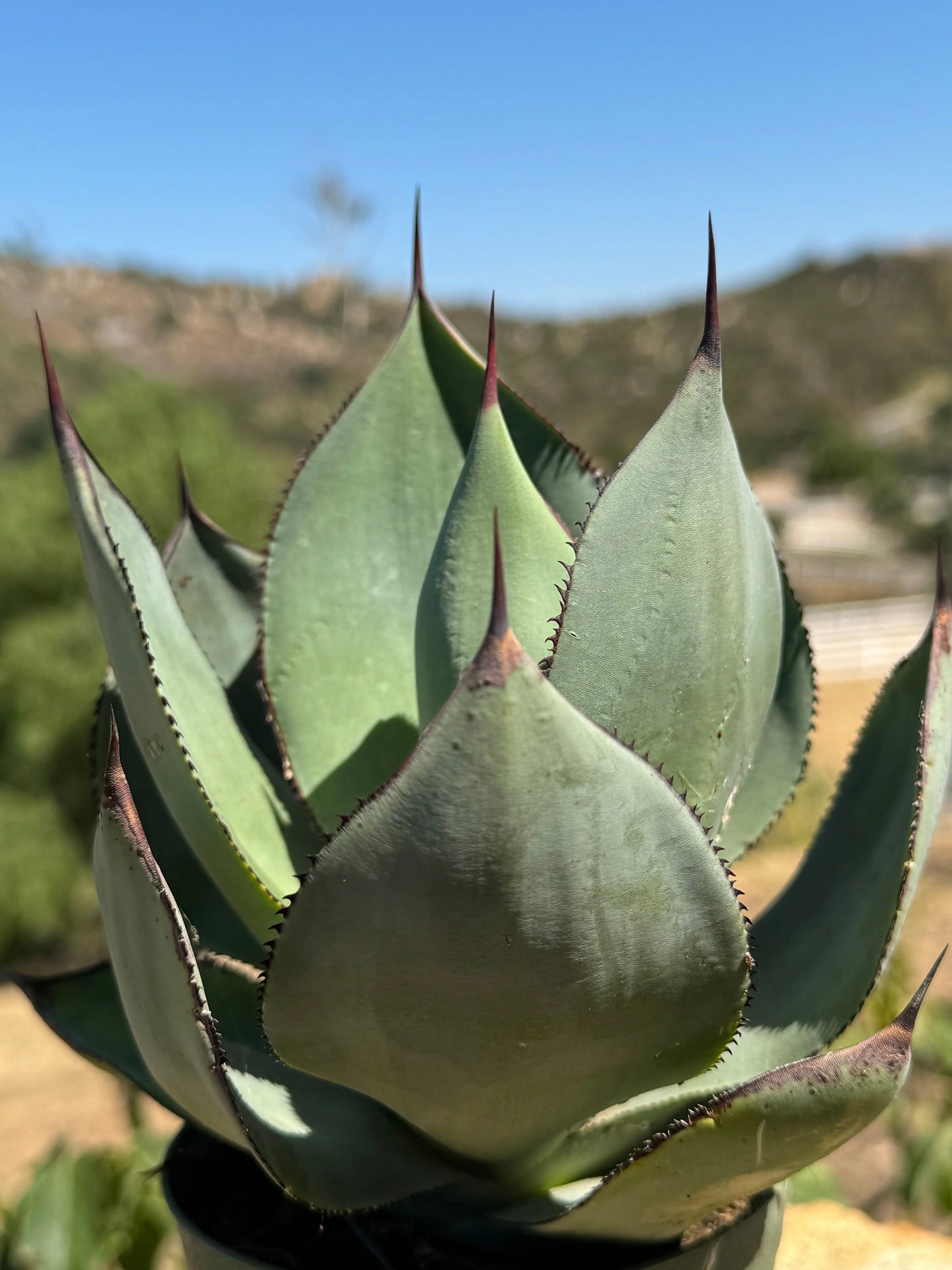 Agave celsii 'Nova' Bonte Farm