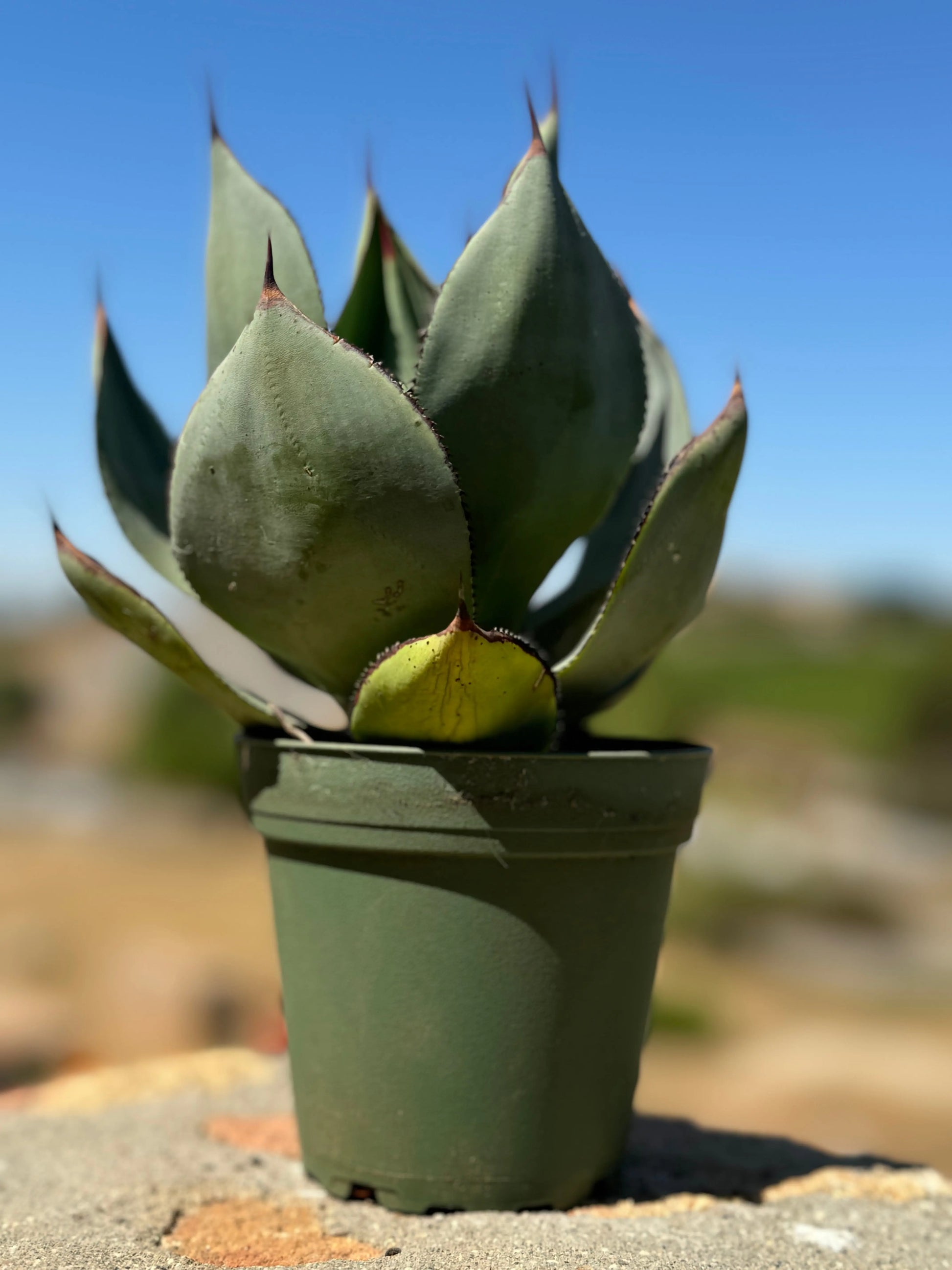 Agave celsii 'Nova' Bonte Farm