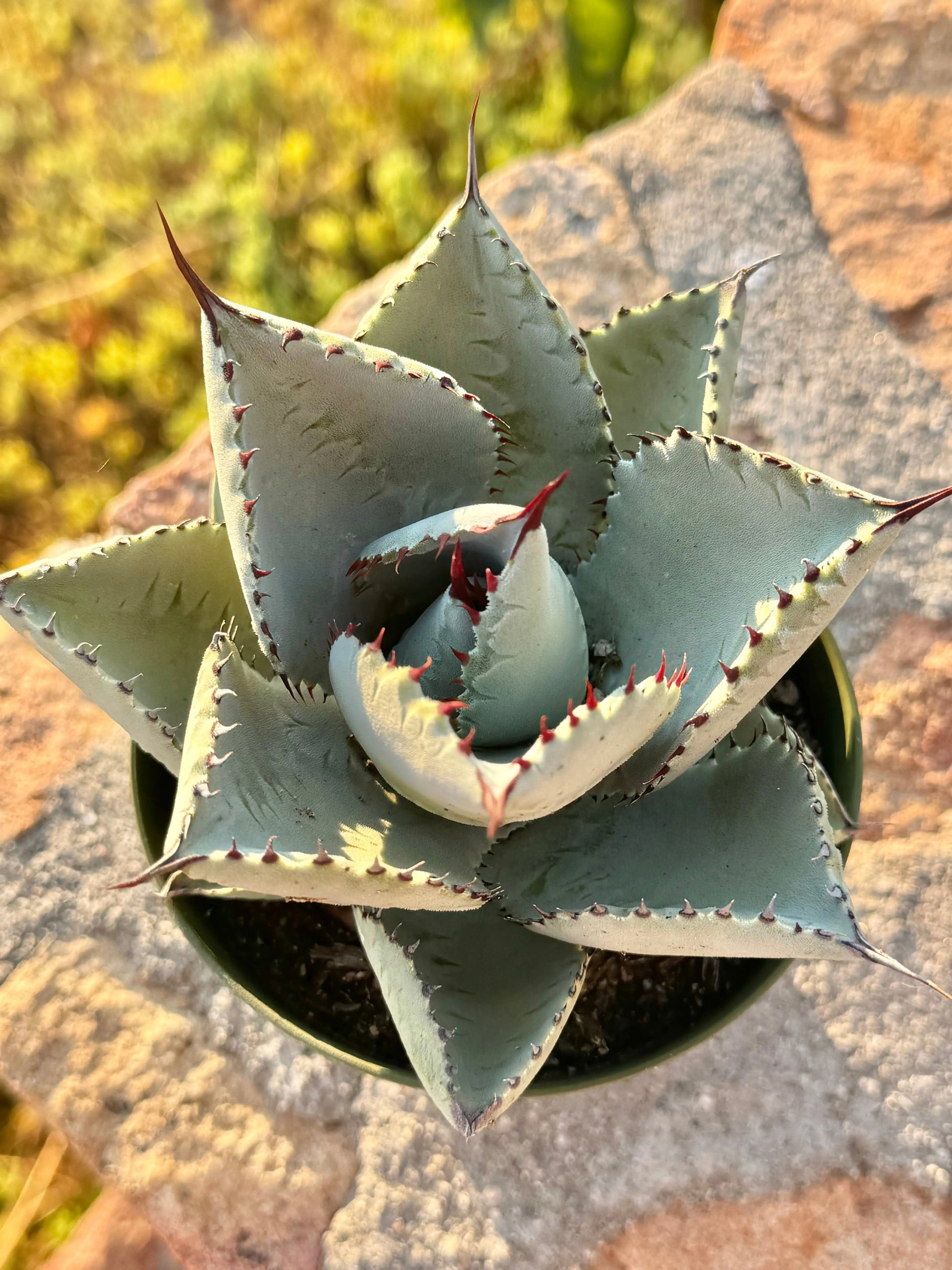 Agave pygmaea 'Dragon Toes' Bonte Farm