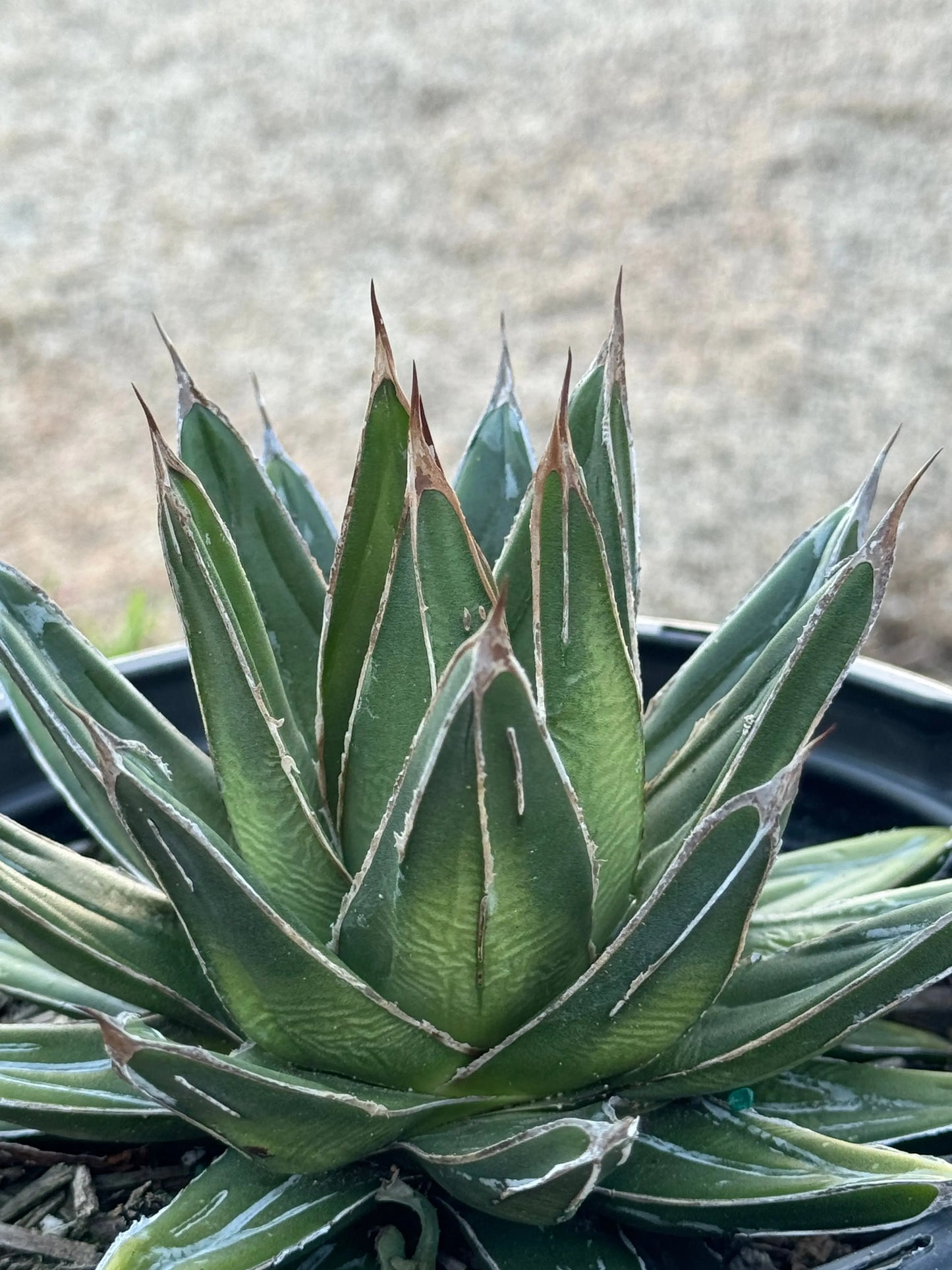 Agave victoriae-reginae Porcupine, 1 gallon Bonte Farm