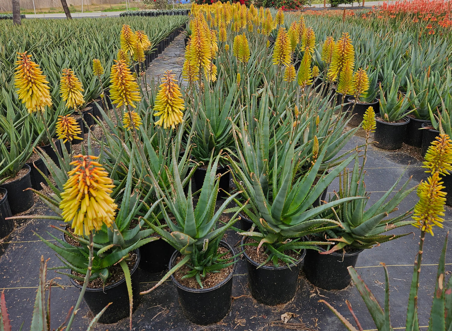 Aloe Vera 'Moonglow' - Succulent for Indoor and Outdoor Beauty Bonte Farm