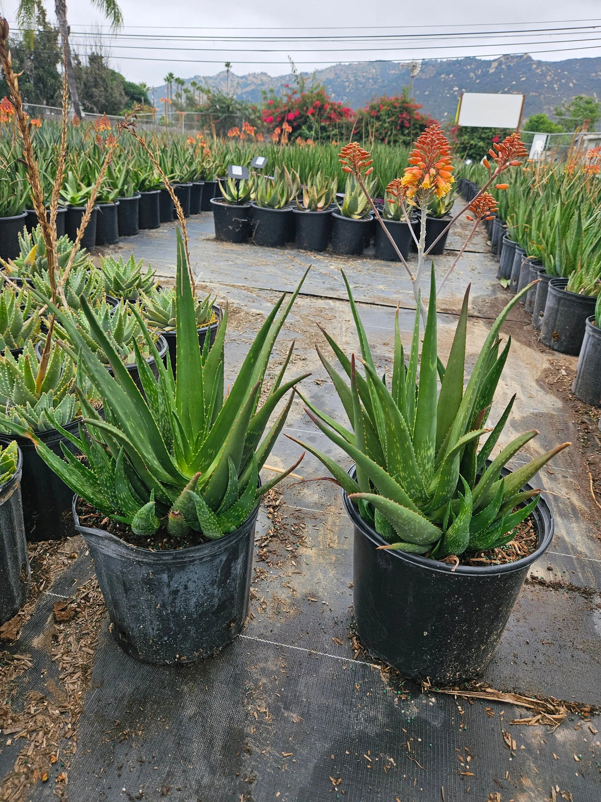 Aloe Vera 'Rooikappie'  - Resilient and Exotic Succulent for Home and Garden Bonte Farm