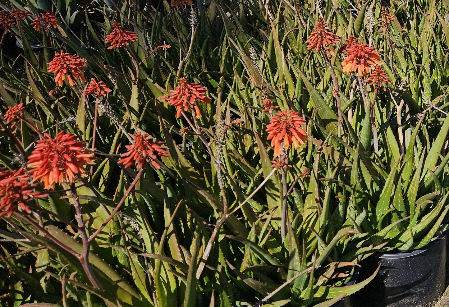 Aloe Vera 'Rooikappie'  | red-tinted leaves and red-orange blooms succulents My Store