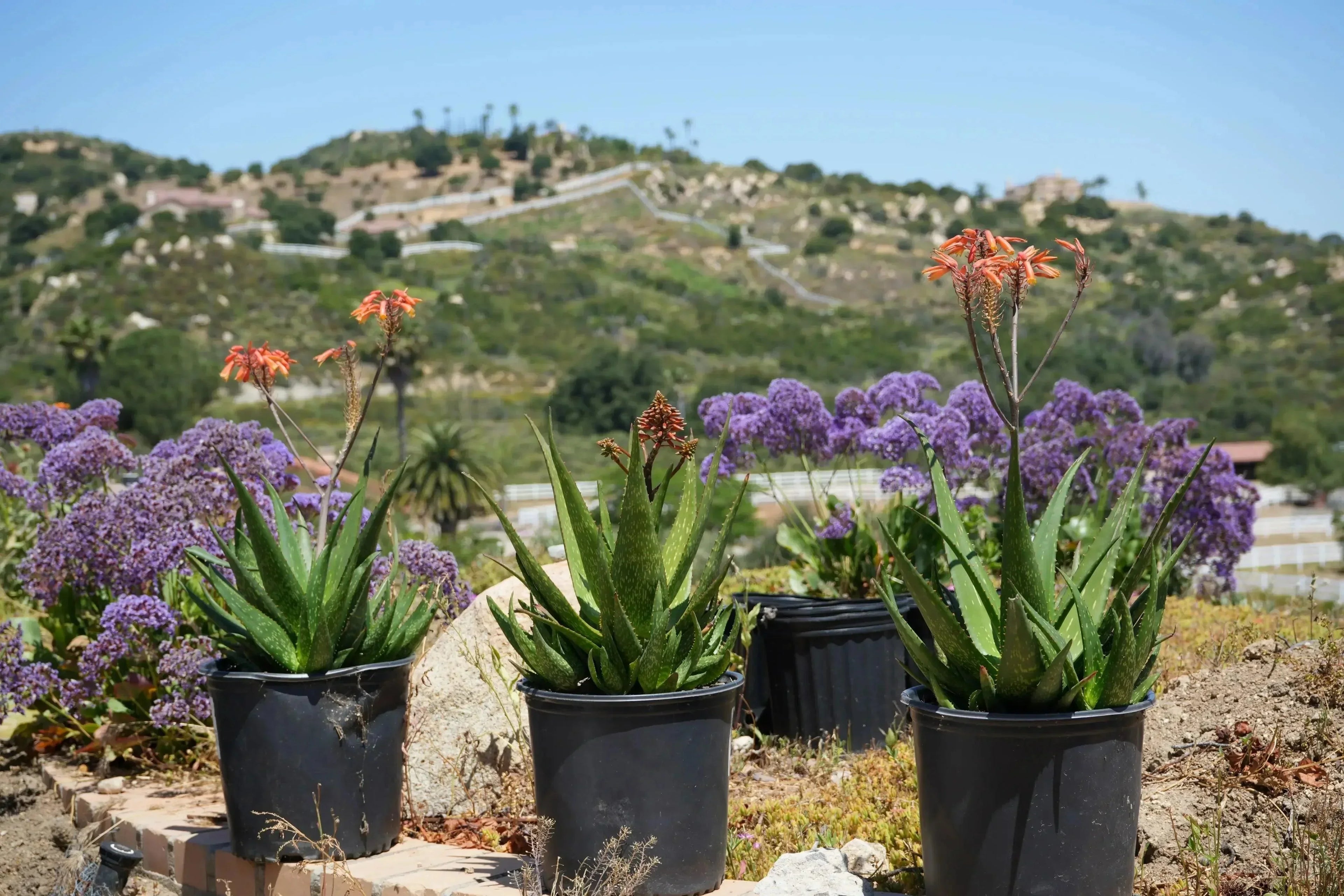 Aloe Vera 'Rooikappie' with red-tinted leaves and red-orange blooms in pots outdoors