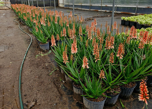 Aloe 'Safari Rose' | subtle green leaves with rose-colored flower succulents - Bonte Farm