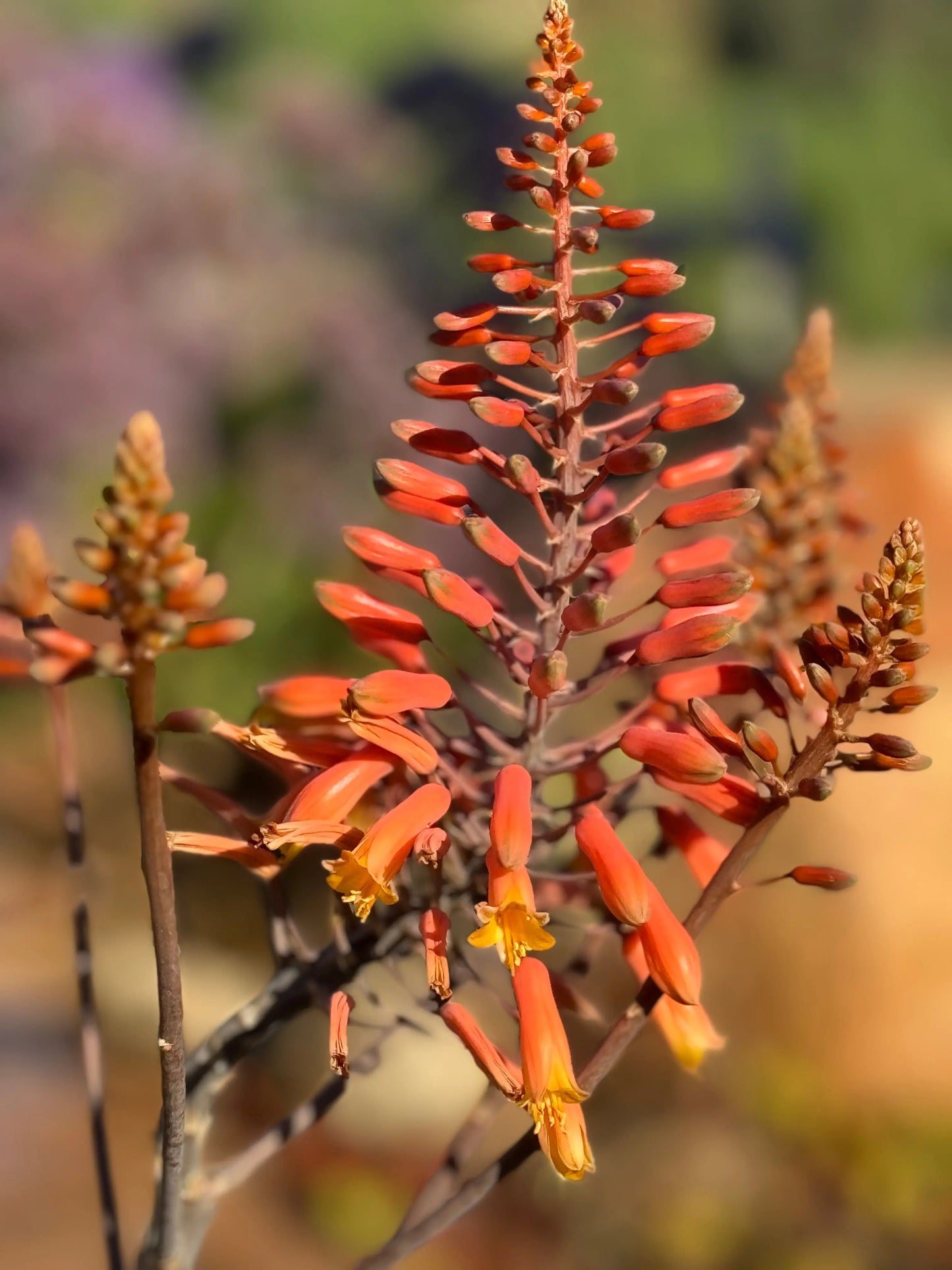 Aloe 'Rooikappie'  | red-tinted leaves and red-orange blooms succulents Bonte Farm