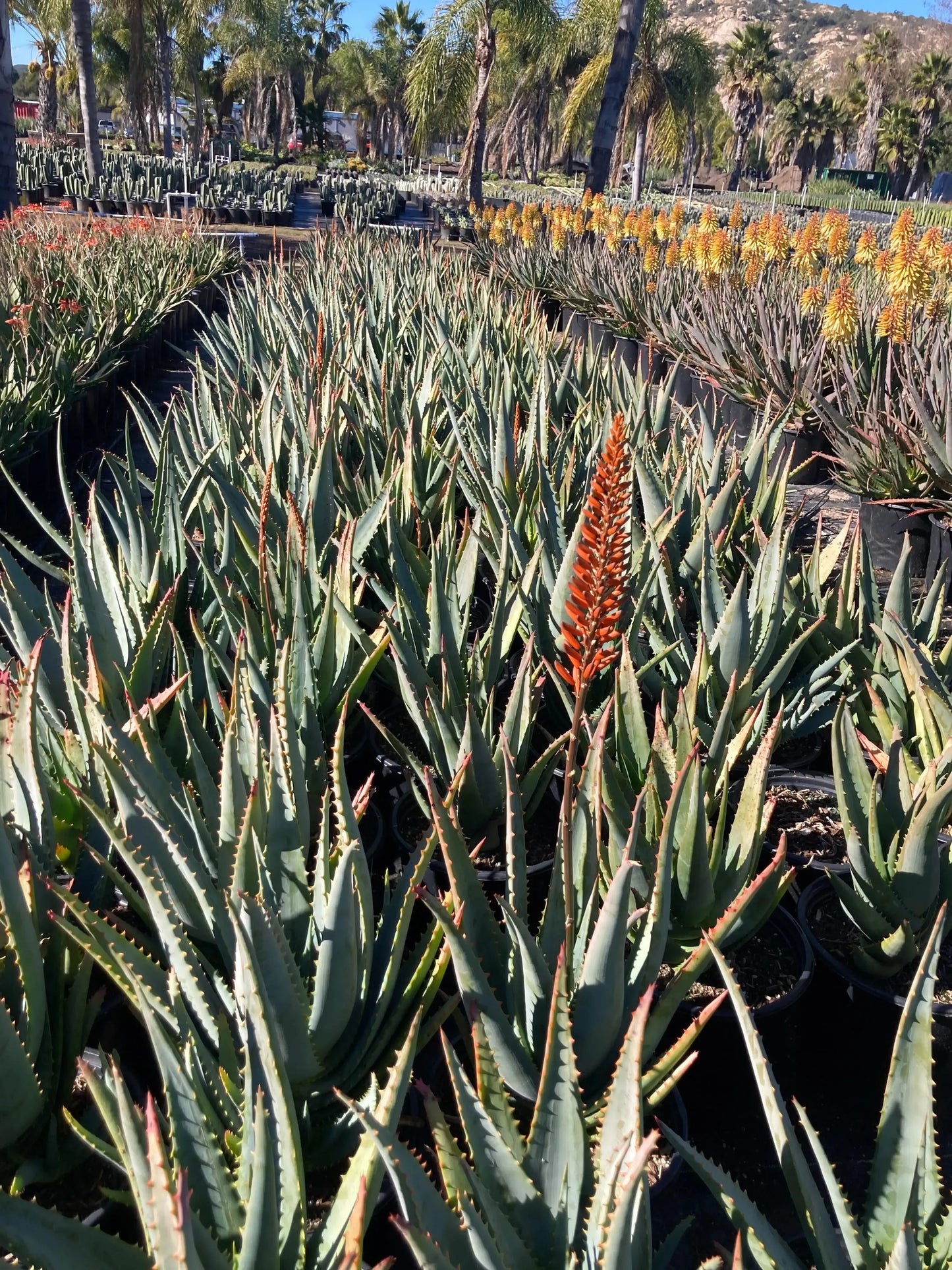 Aloe arborescens x ferox 'Tangerine' | tangerine-colored leaves succulents - Bonte Farm