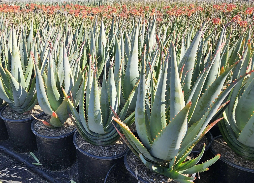 Tangerine-colored Aloe arborescens x ferox succulents in black pots with orange blooms