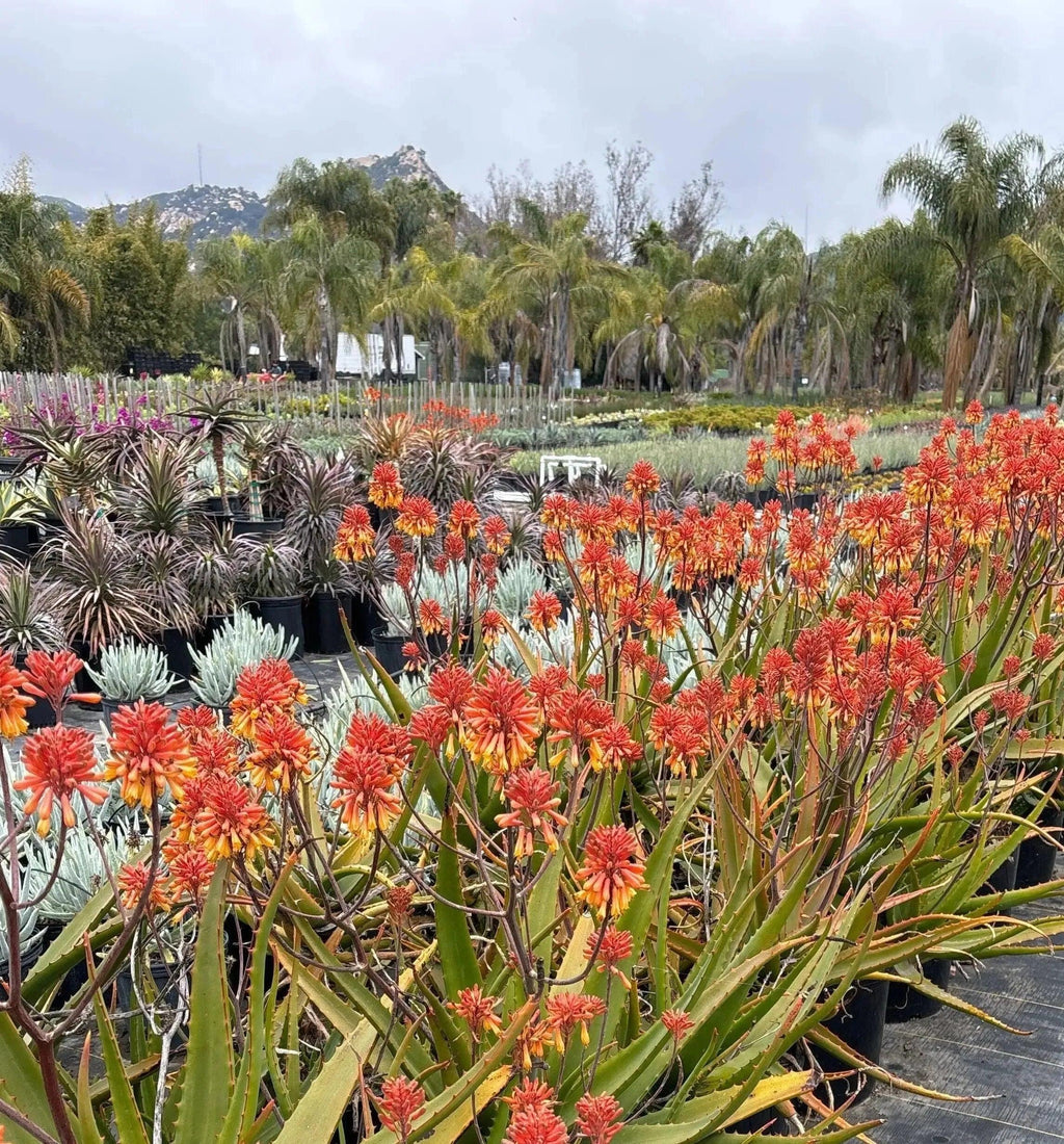 Aloe camperi with orange-red flowers in a nursery setting surrounded by exotic succulents and palm trees.