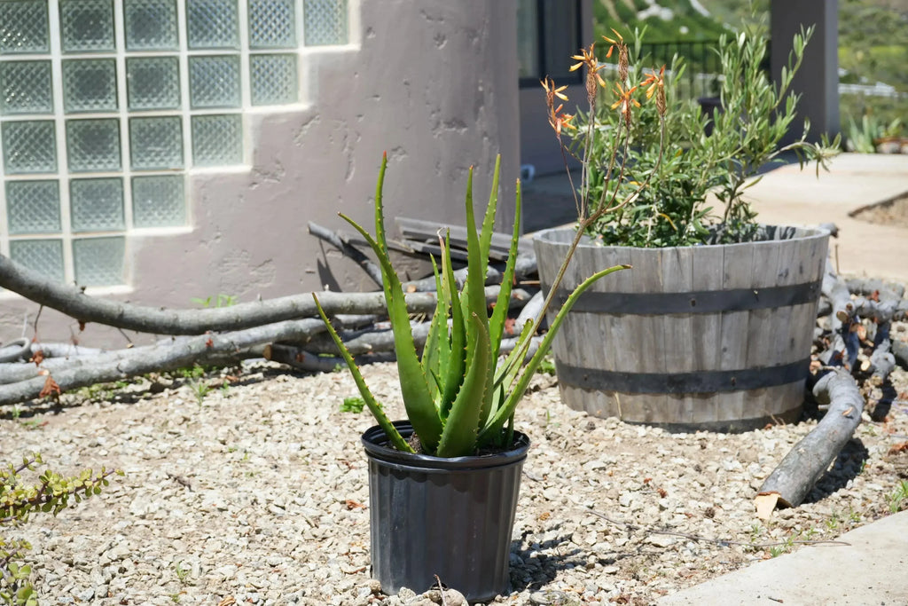 Aloe camperi succulent with tall green leaves and orange flowers in a pot outdoors