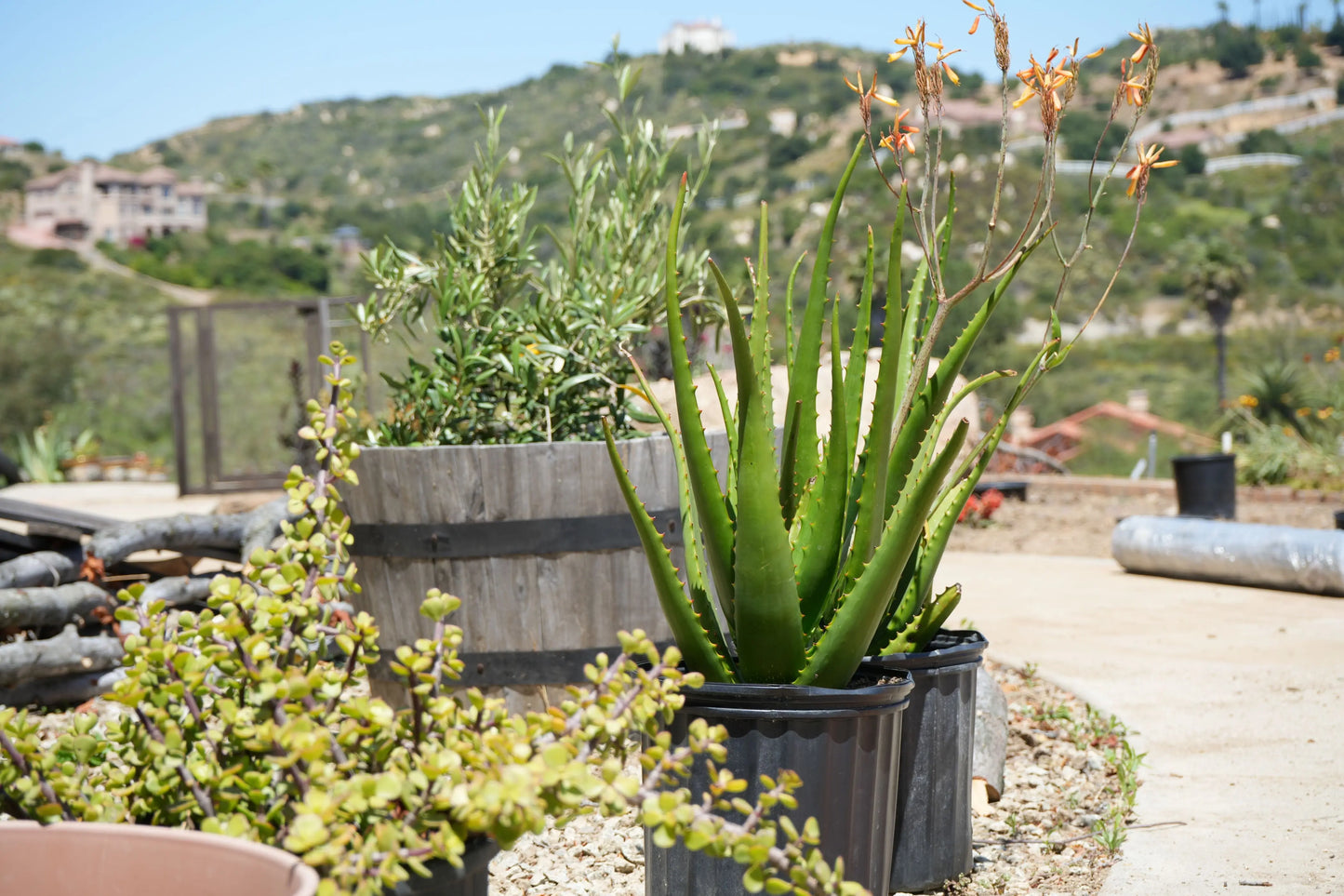 Aloe camperi | deep green exotic flowering succulent My Store