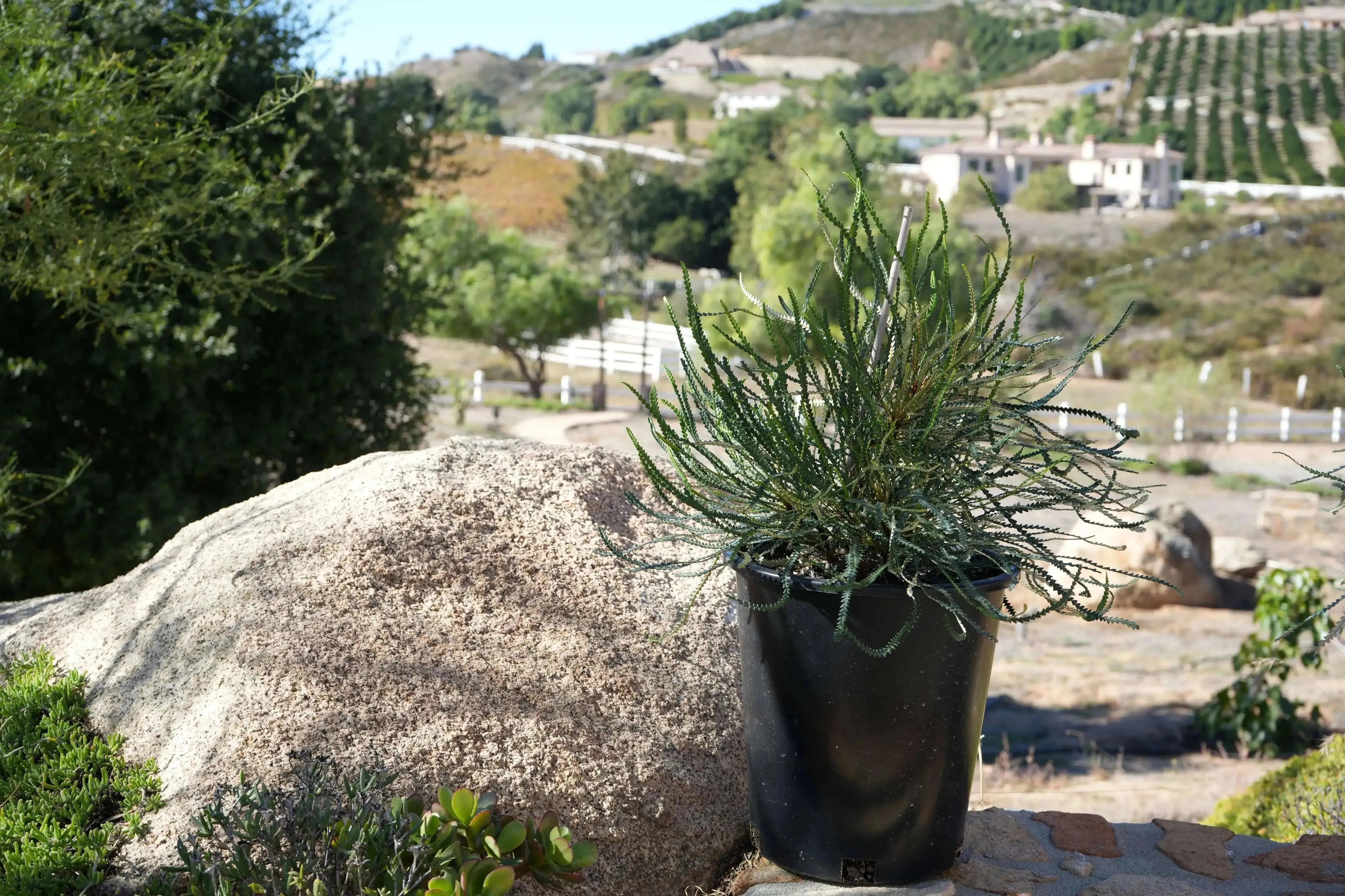 Banksia Nivea | fern-like foliage, showy open-centered blooms - protea plants - Bonte Farm