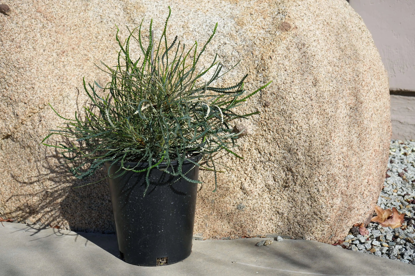 BANKSIA Nivea - Exquisite Flower Candle Holder Plant - Bonte Farm