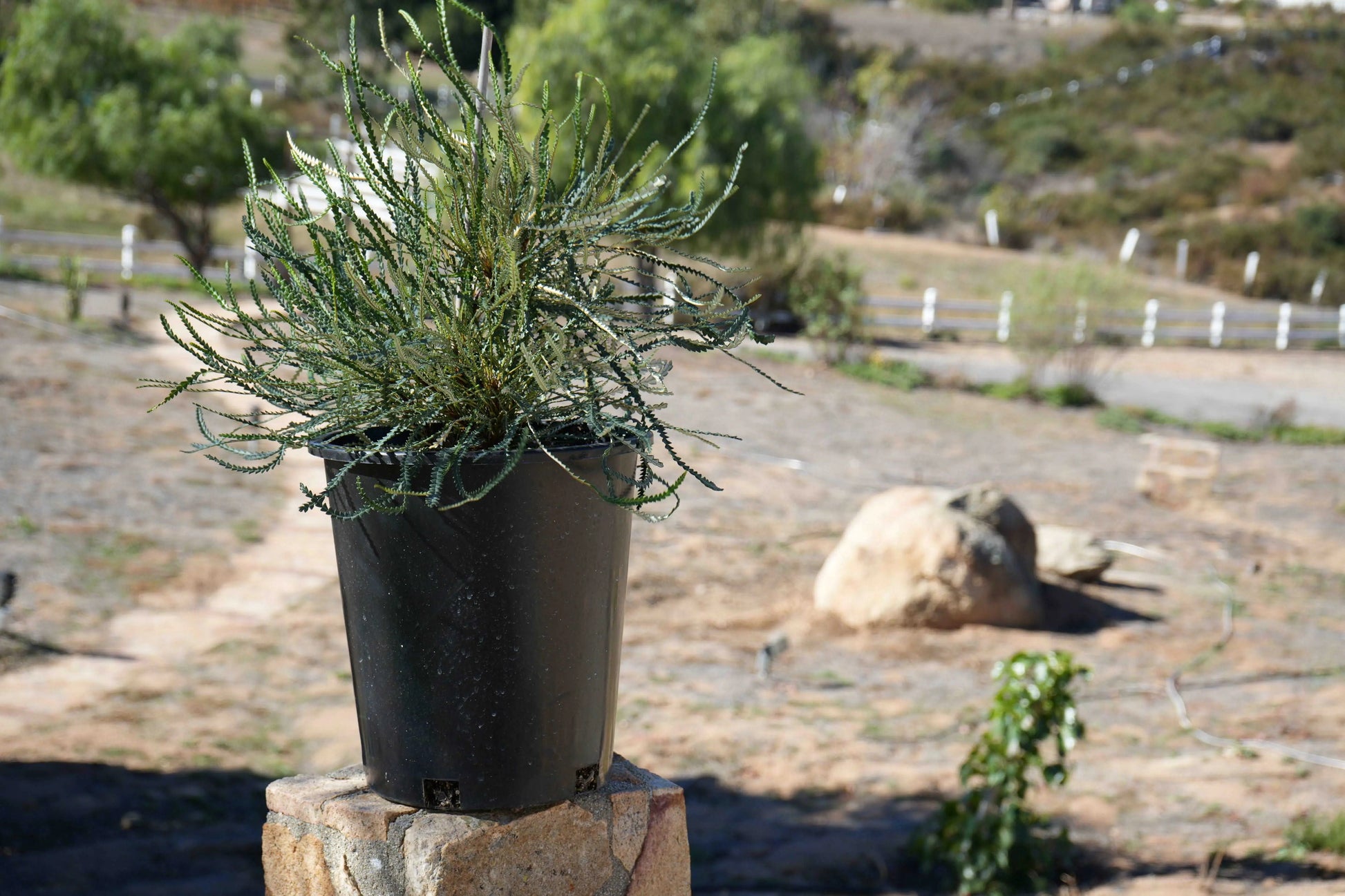 BANKSIA Nivea - Exquisite Flower Candle Holder Plant - Bonte Farm