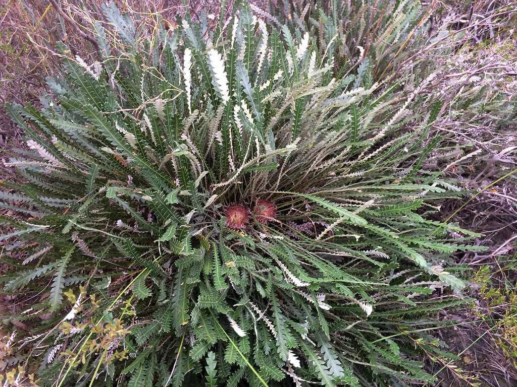 BANKSIA Nivea - Exquisite Flower Candle Holder Plant - Bonte Farm