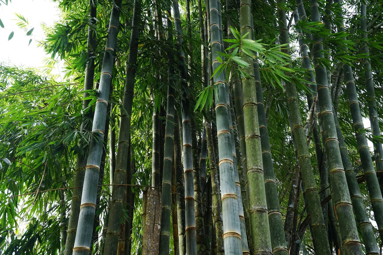 Bambusa oldhamii - giant timber bamboo My Store