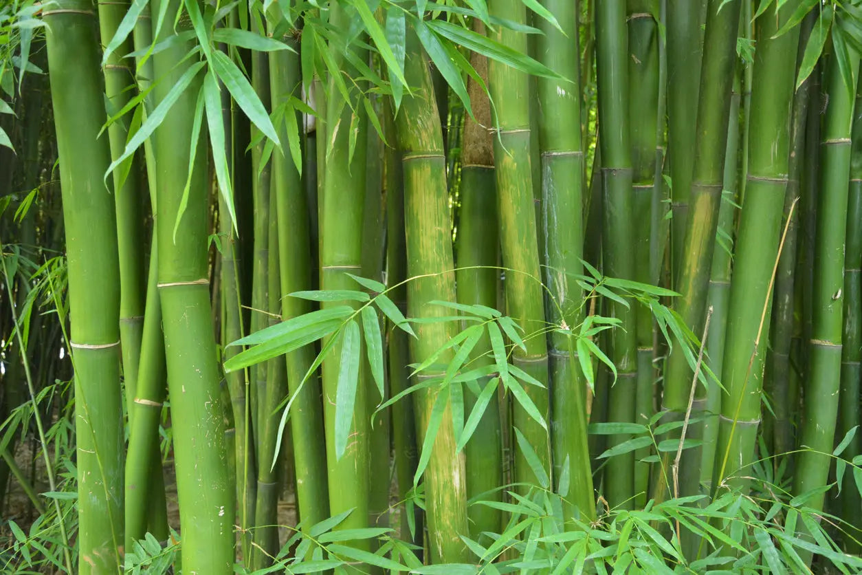 Bambusa oldhamii - giant timber bamboo My Store