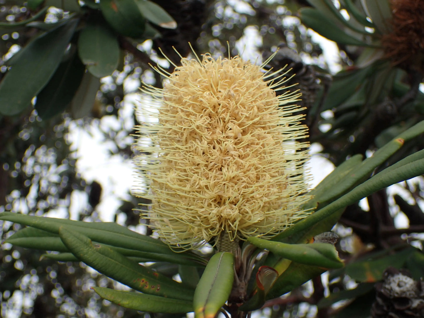 Banksia Integrifolia | hardy, easy-growing tree - Protea Plants - Bonte Farm