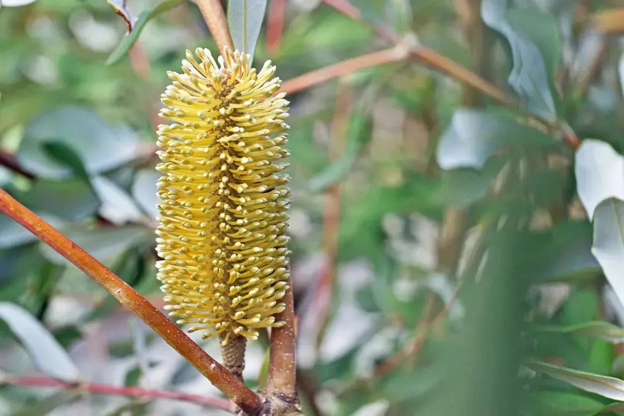 Banksia Integrifolia | hardy, easy-growing tree - Protea Plants - Bonte Farm