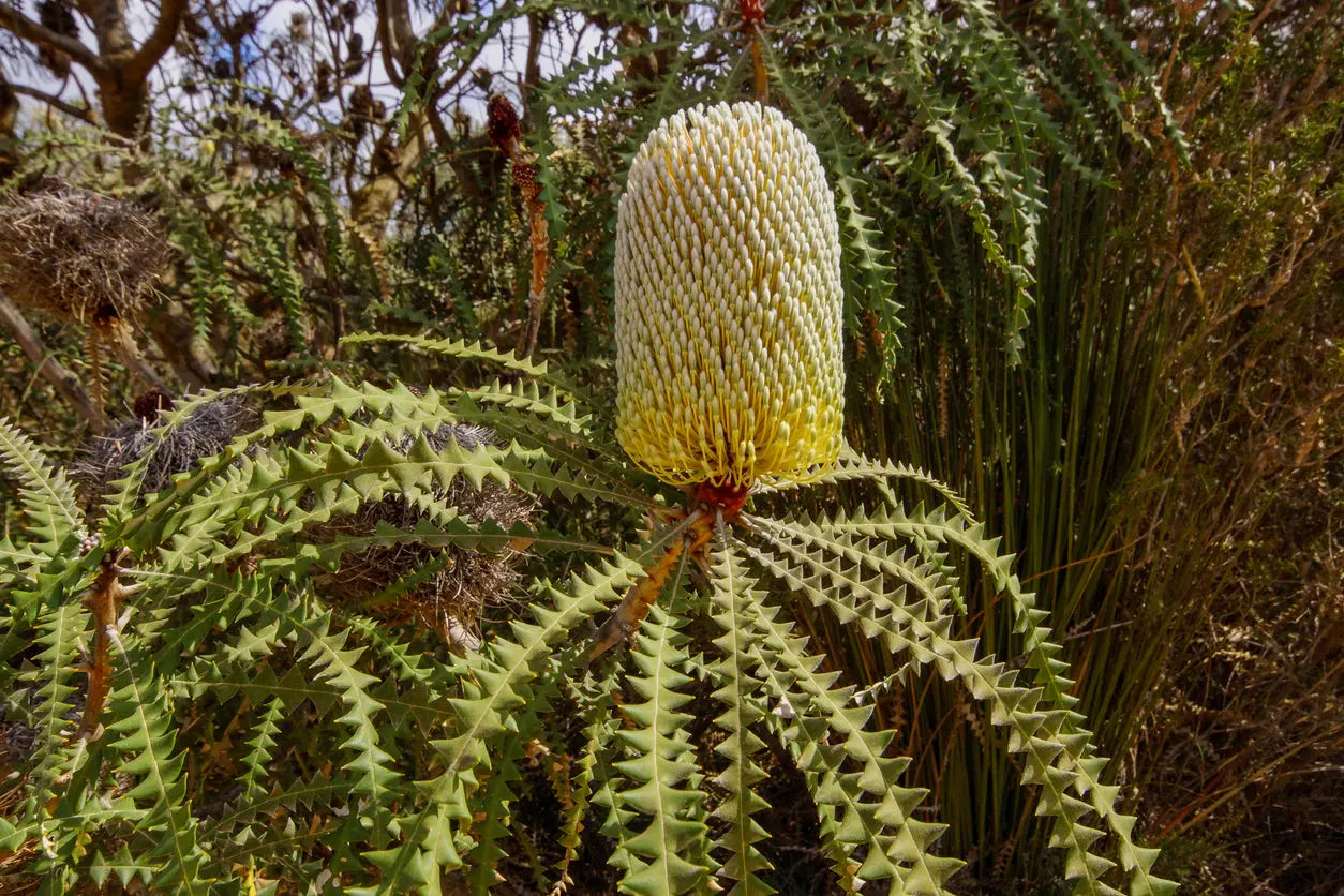 Banksia Speciosa | large flower spikes, distinctive foliage - protea plants Bonte Farm
