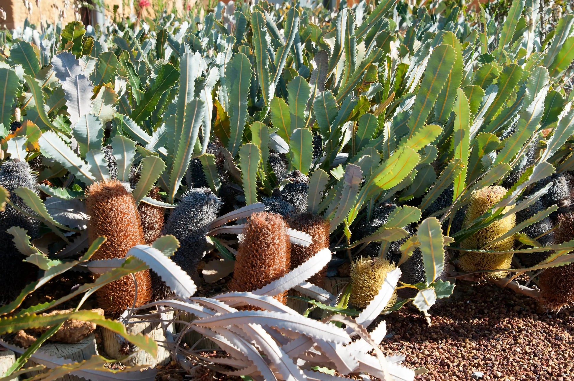 Banksia repens | yellow-brown flower fern-like foliage - protea plants - Bonte Farm