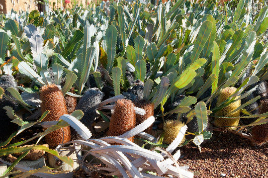 Banksia repens | yellow-brown flower fern-like foliage - protea plants My Store