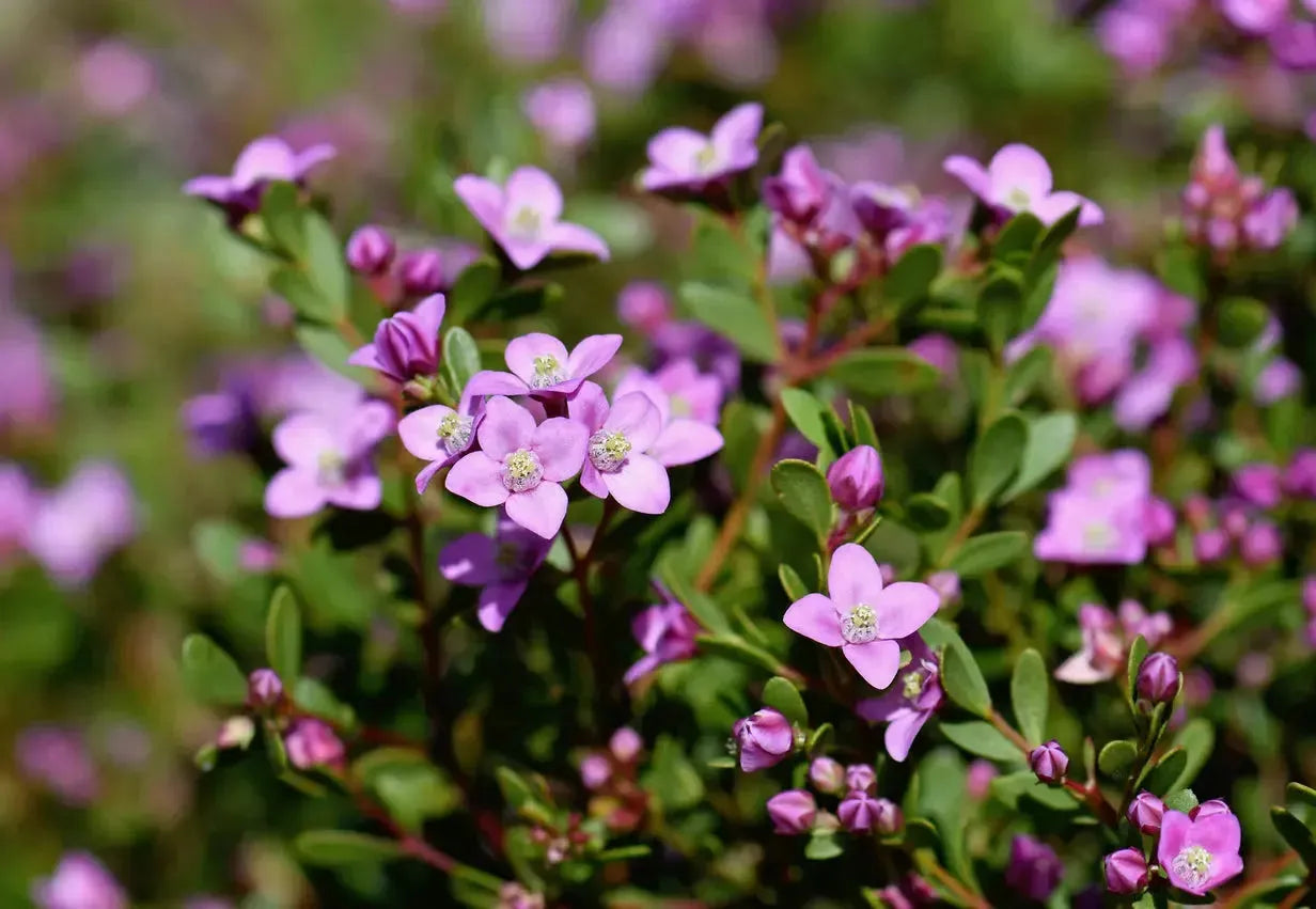 Boronia crenulata 'Shark Bay' - pink star-shaped flowers and aromatic foliage - Bonte Farm