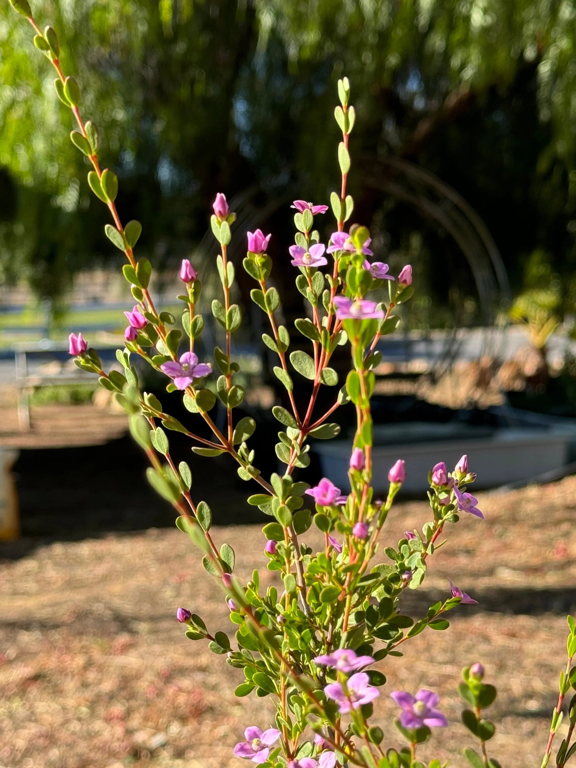 Boronia crenulata 'Shark Bay' - pink star-shaped flowers and aromatic foliage My Store