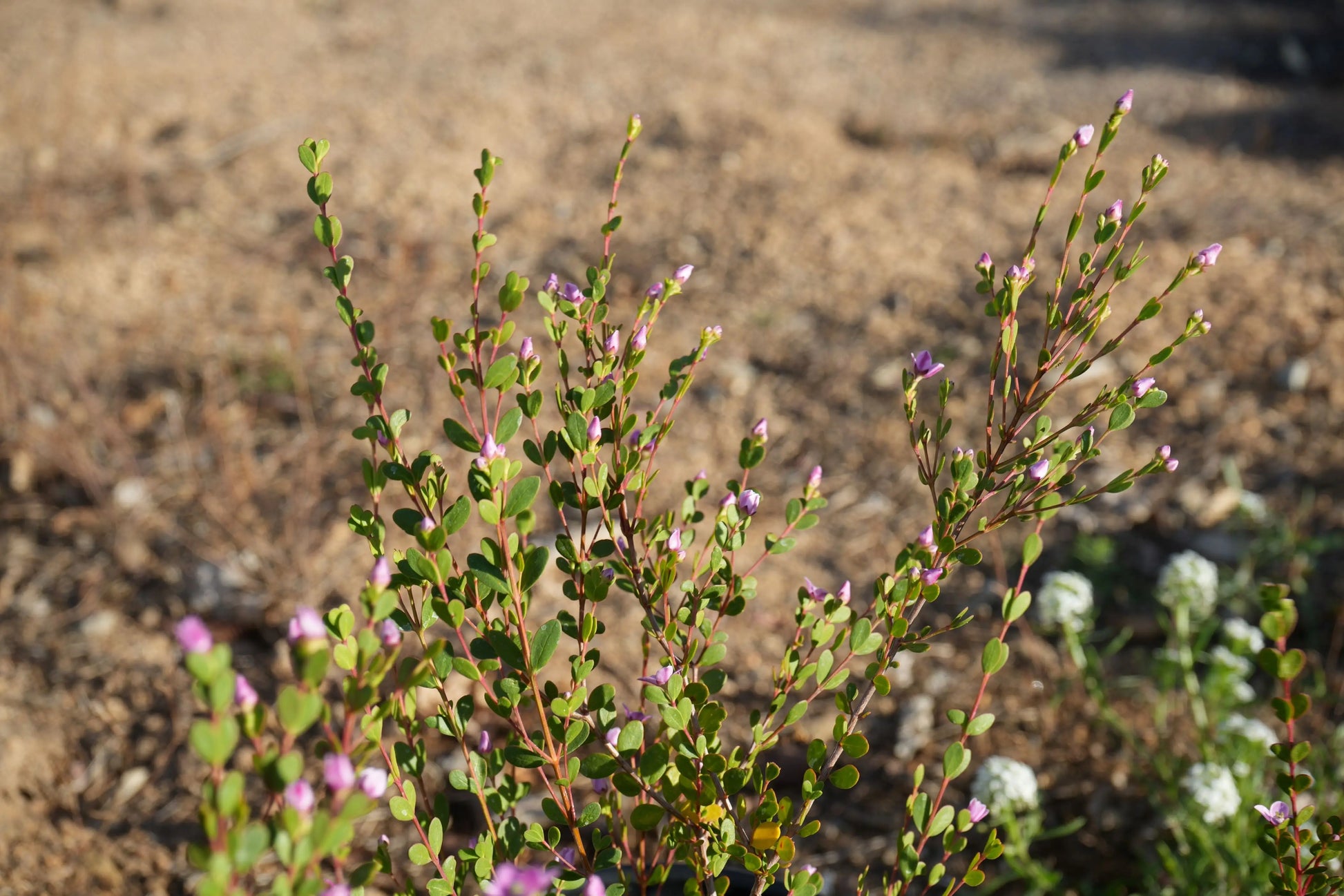 Boronia crenulata 'Shark Bay': star-shaped flowers and aromatic foliage My Store