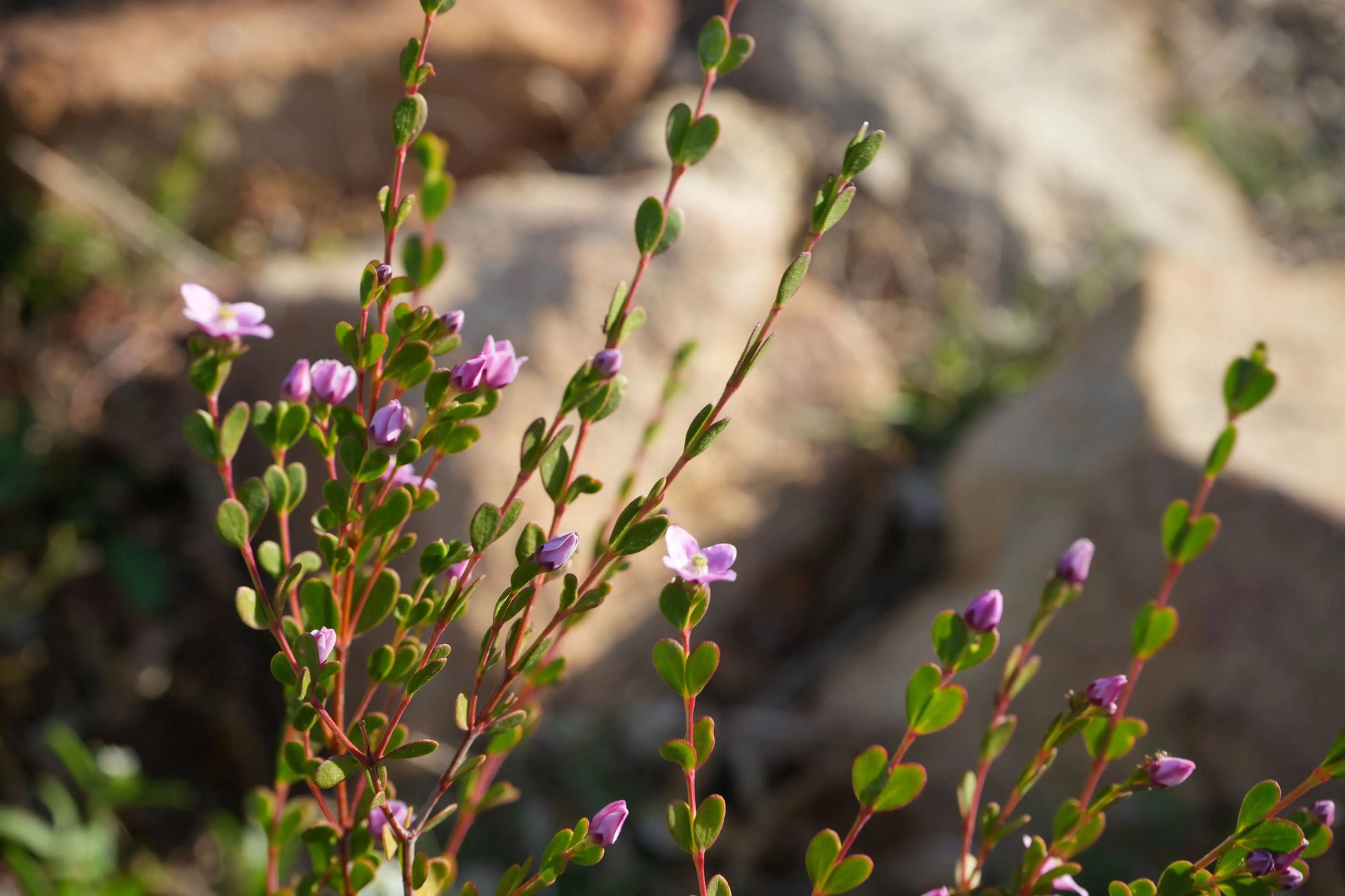 Boronia crenulata 'Shark Bay': star-shaped flowers and aromatic foliage My Store