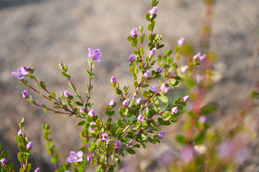 Boronia crenulata 'Shark Bay': star-shaped flowers and aromatic foliage My Store