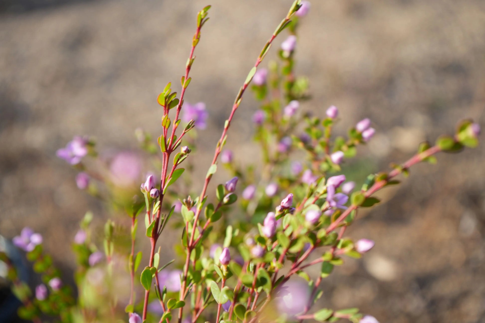 Boronia crenulata 'Shark Bay': star-shaped flowers and aromatic foliage My Store