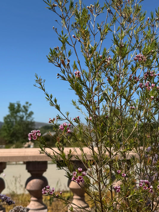 Chamelaucium 'Southern Stars' | star-shaped waxflower plants My Store