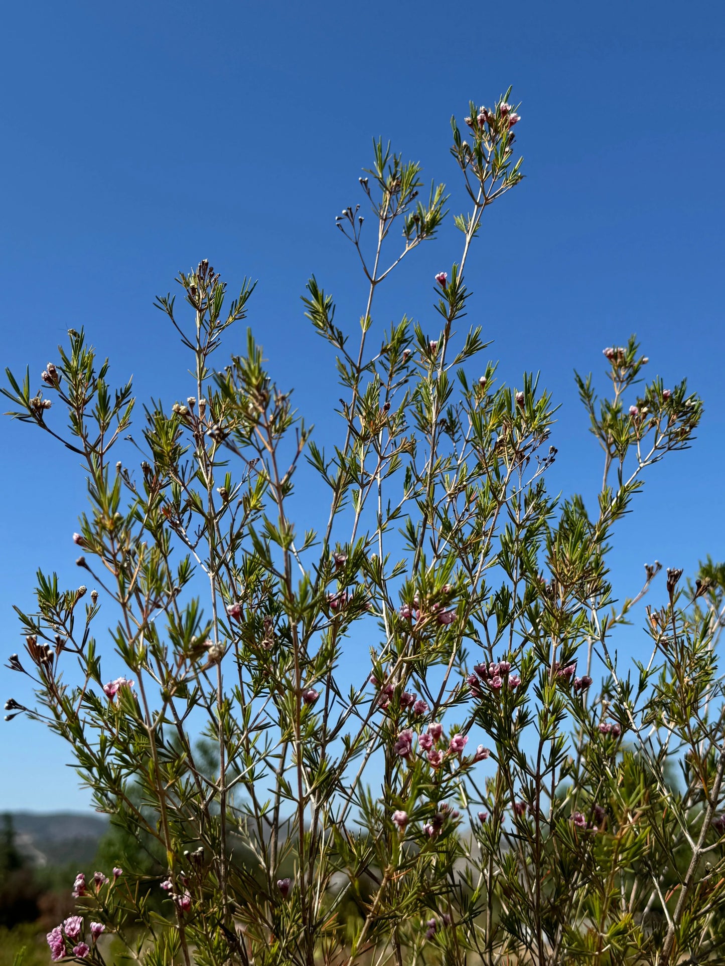 Chamelaucium 'Southern Stars' | star-shaped waxflower plants My Store