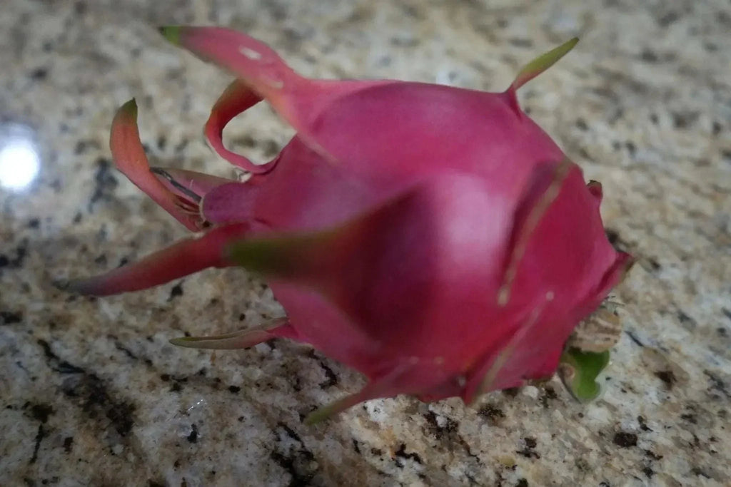 Fresh pink dragon fruit with green-tipped scales on a speckled countertop