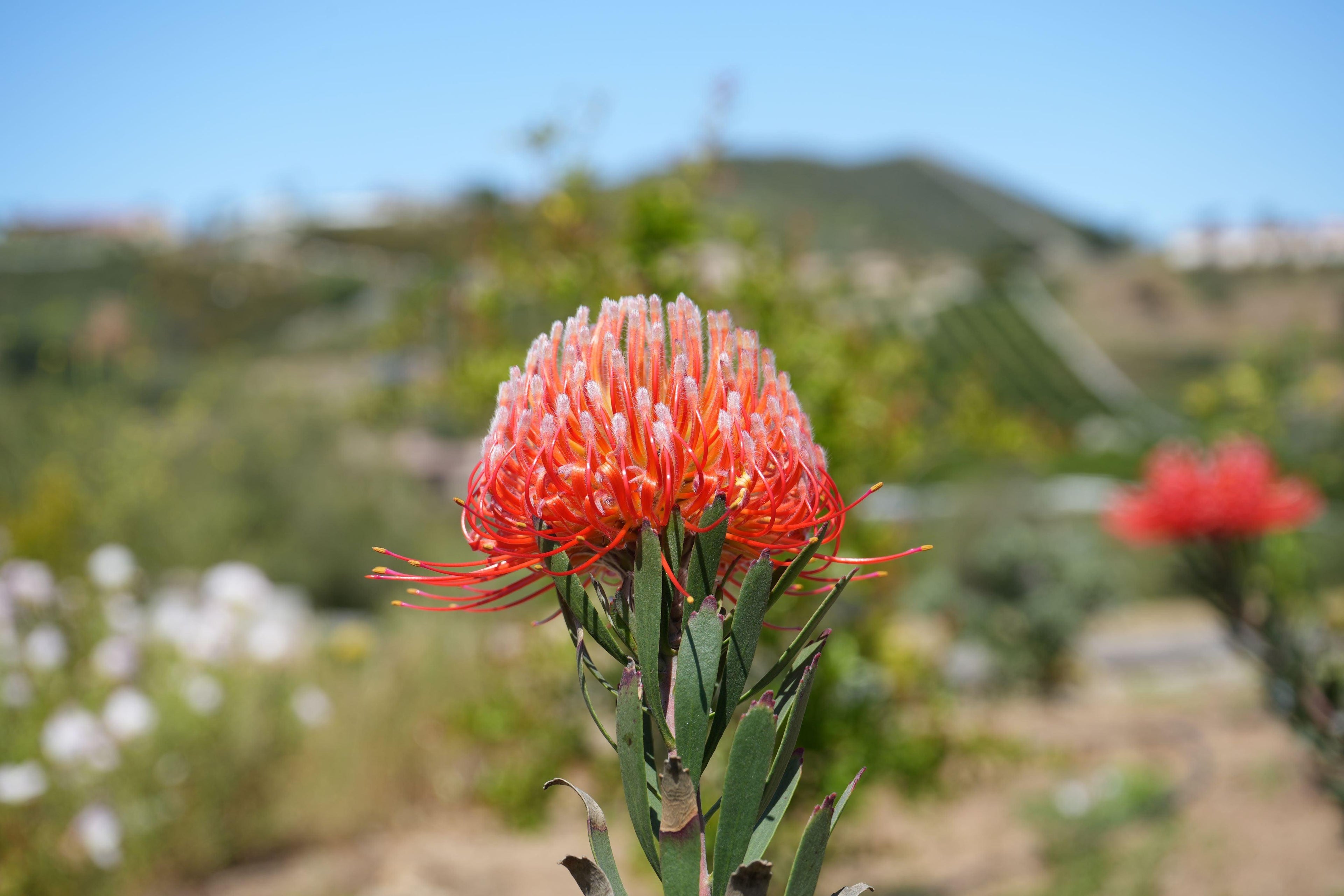 Vibrant orange protea flower blooming outdoors against a blurred green landscape