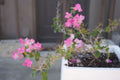 Bougainvillea 'Thai Delight': A Tropical Treasure - Bonte Farm