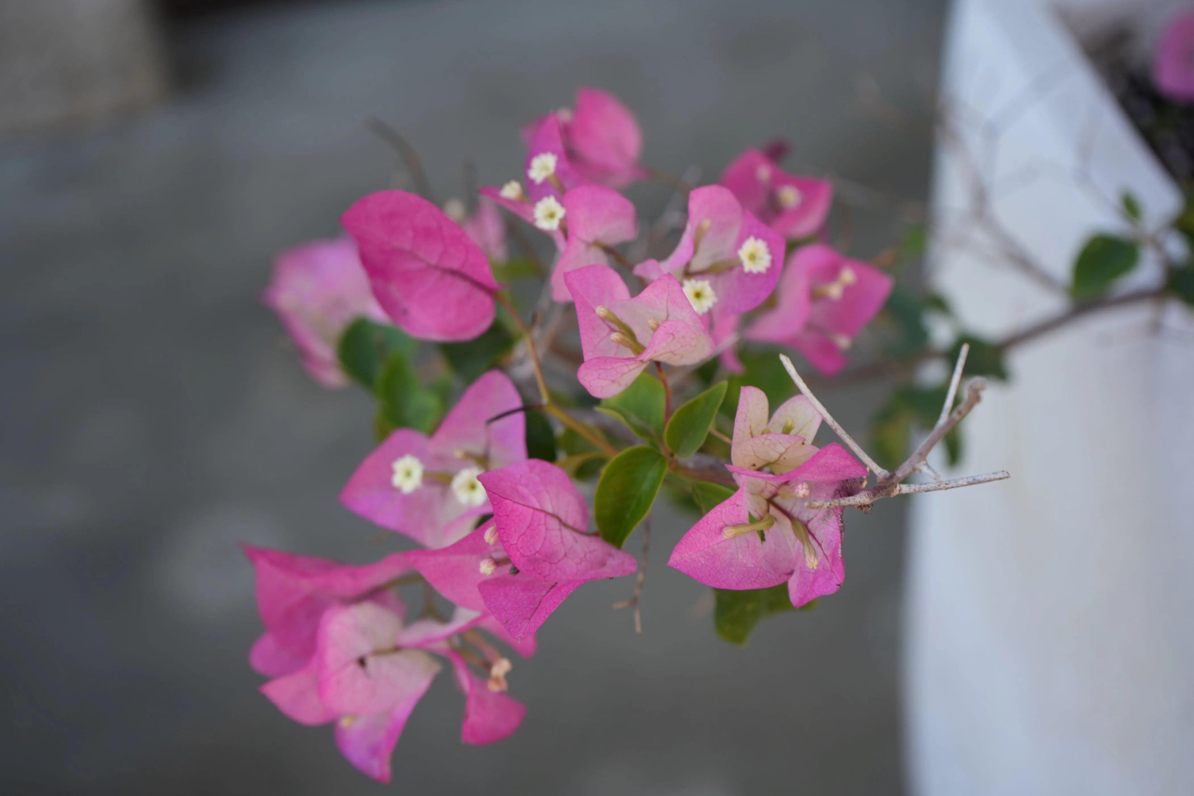 Bougainvillea 'Thai Delight': A Tropical Treasure - Bonte Farm
