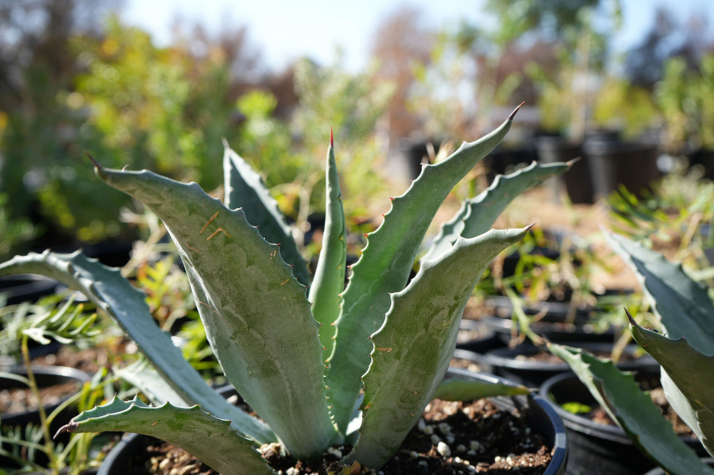 Agave americana (Century Plant): A Majestic Desert Icon for Rocky Garden