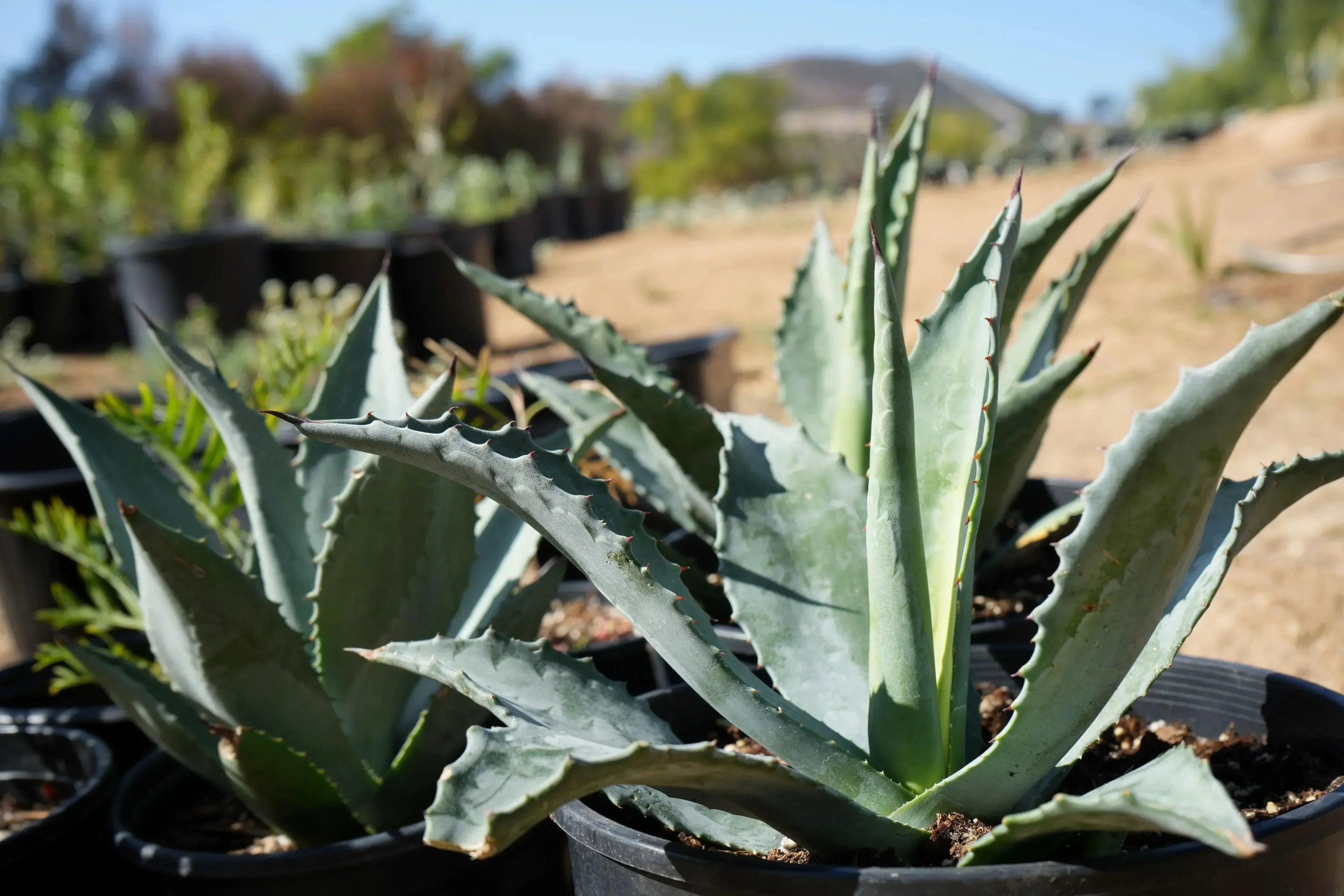 succulent plant agave Agave americana: Century Plant Succulents for Rocky Gardens – Bonte Farm